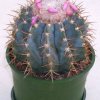 melocactus_horstii